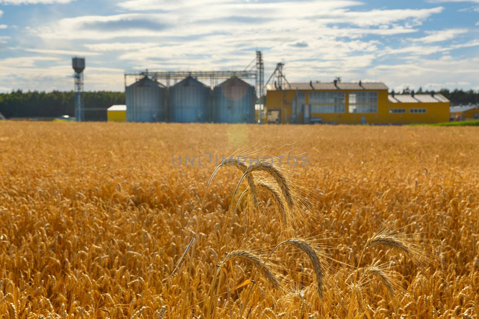 Field of ripe wheat and industrial complex by BY-_-BY