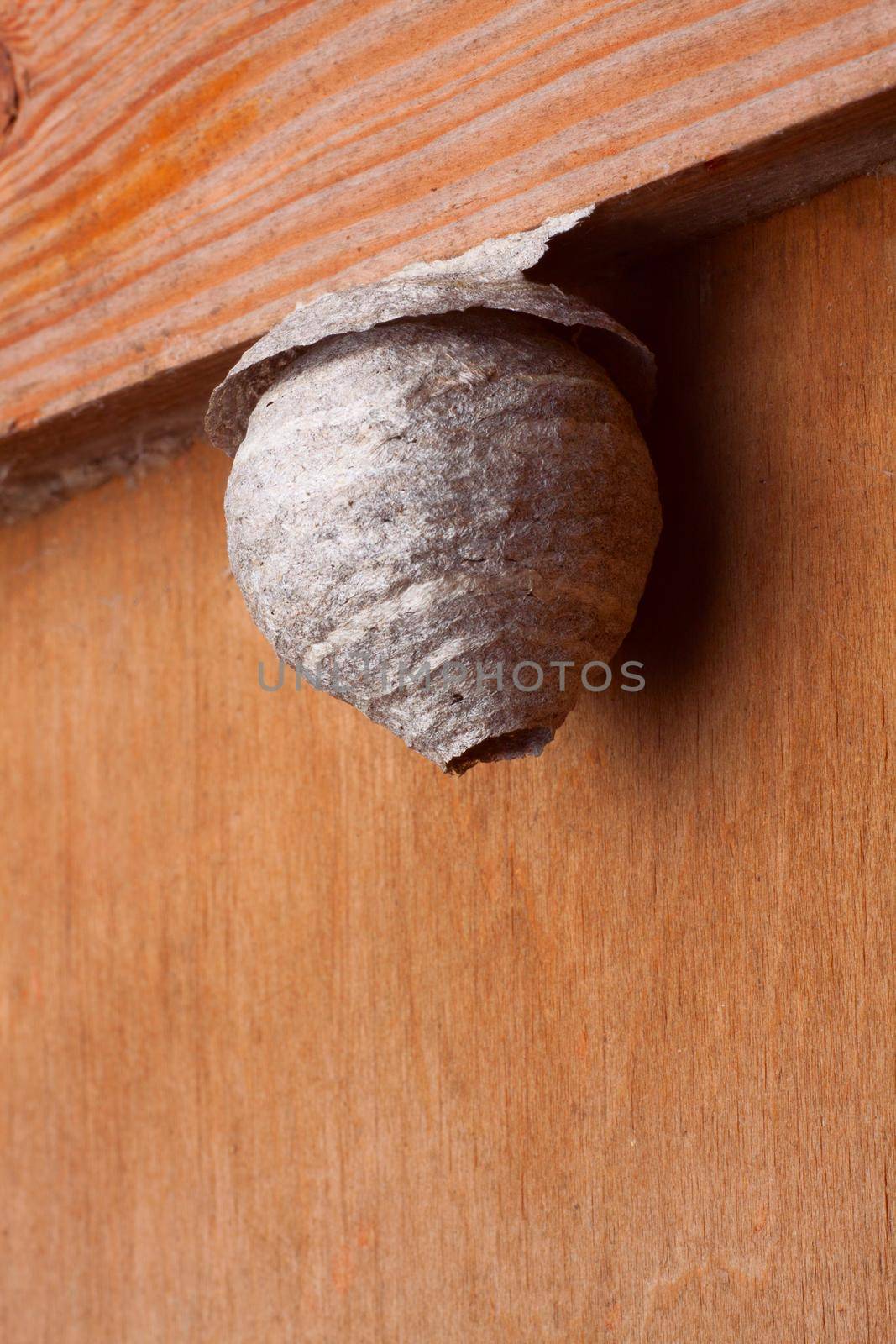 Paper hornet's nest on wooden surface indoor