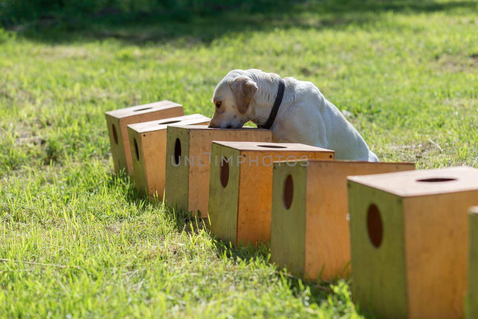 White Labrador Retriever searches for hidden object by BY-_-BY