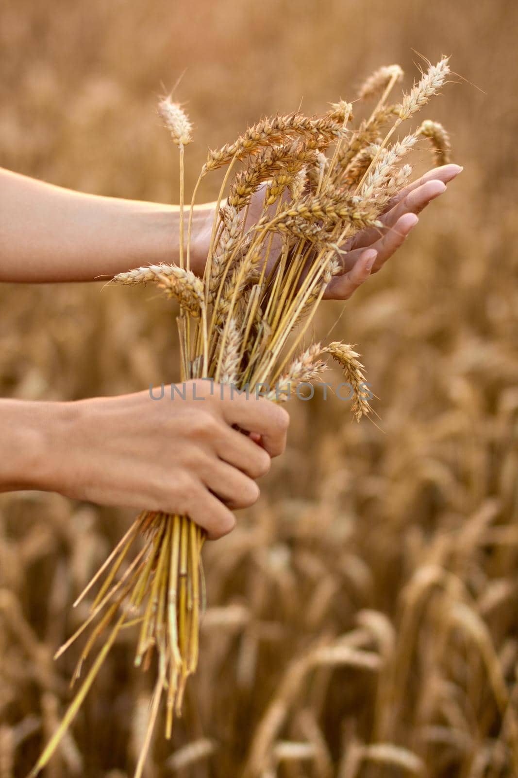 hands and ripe wheat ears on the field