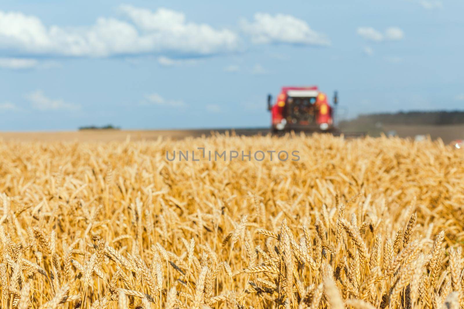close-up ears of wheat at field and harvesting machine on background. Combine out of focus