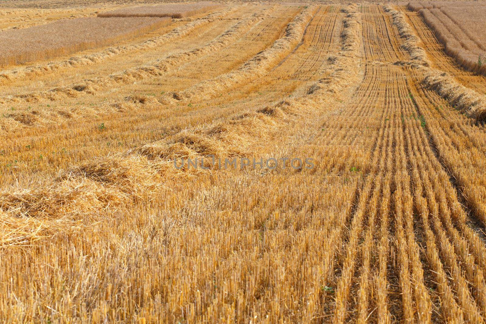 Harvested field by BY-_-BY