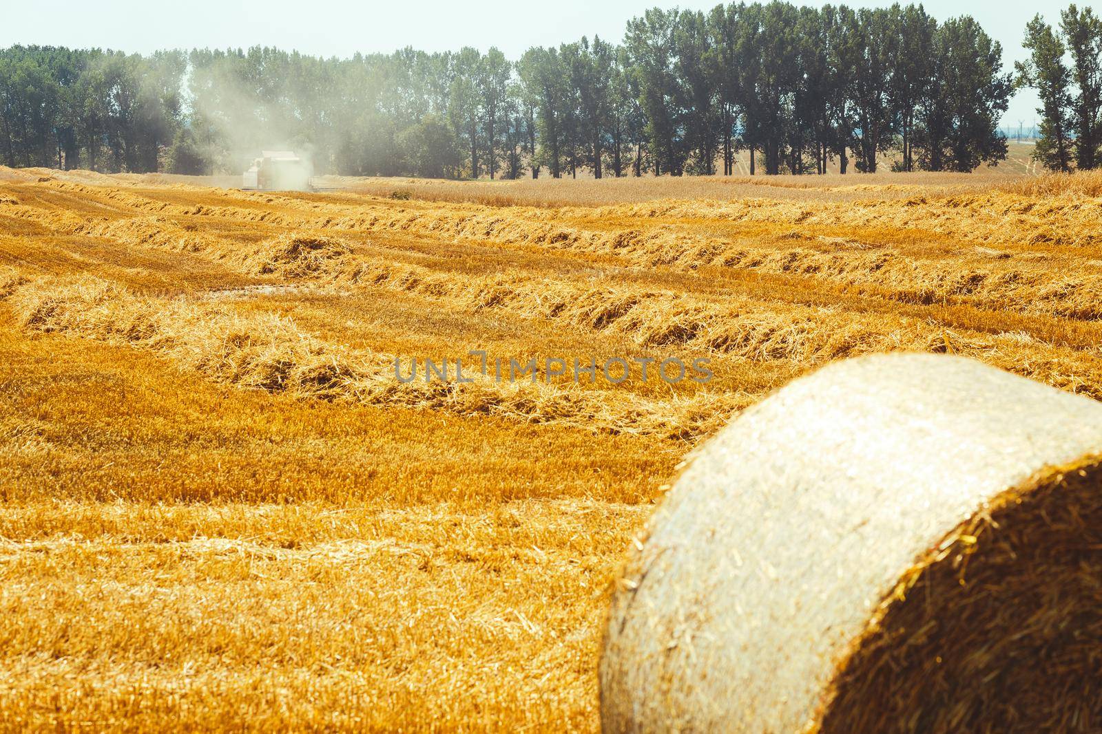 combine harvester working on a wheat field