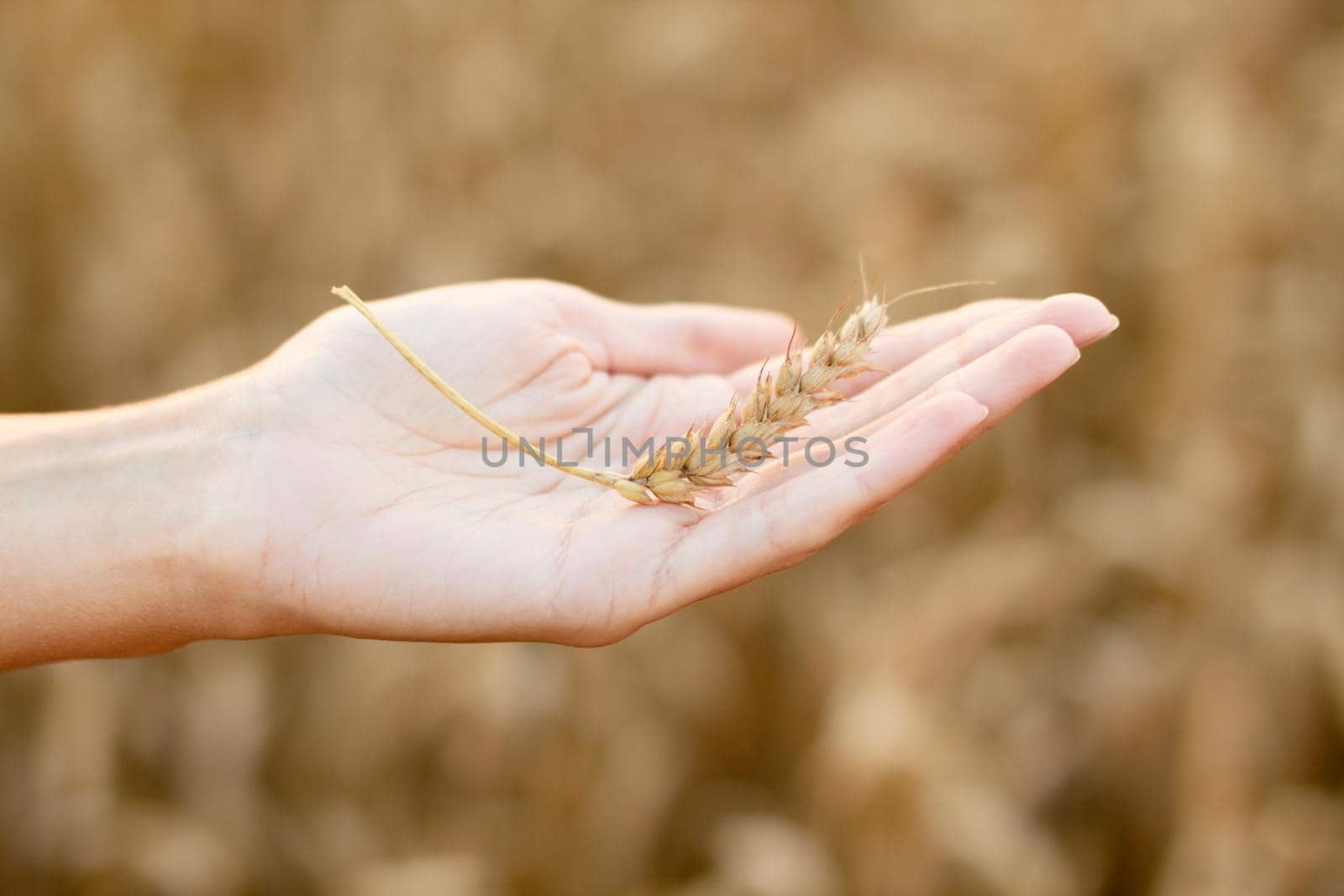 Two woman hands with ear of wheat