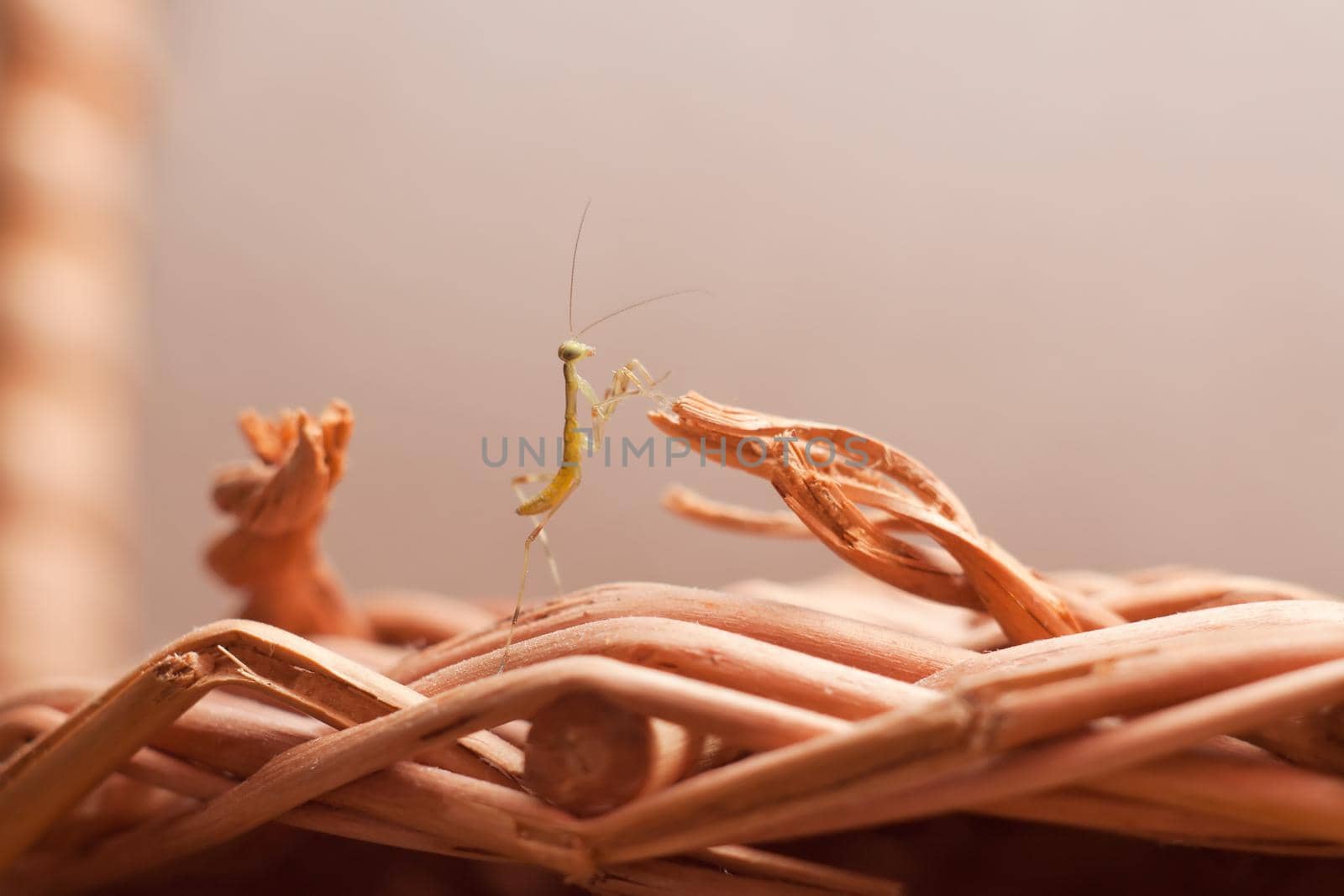 One Young mantis sitting on a braided basket