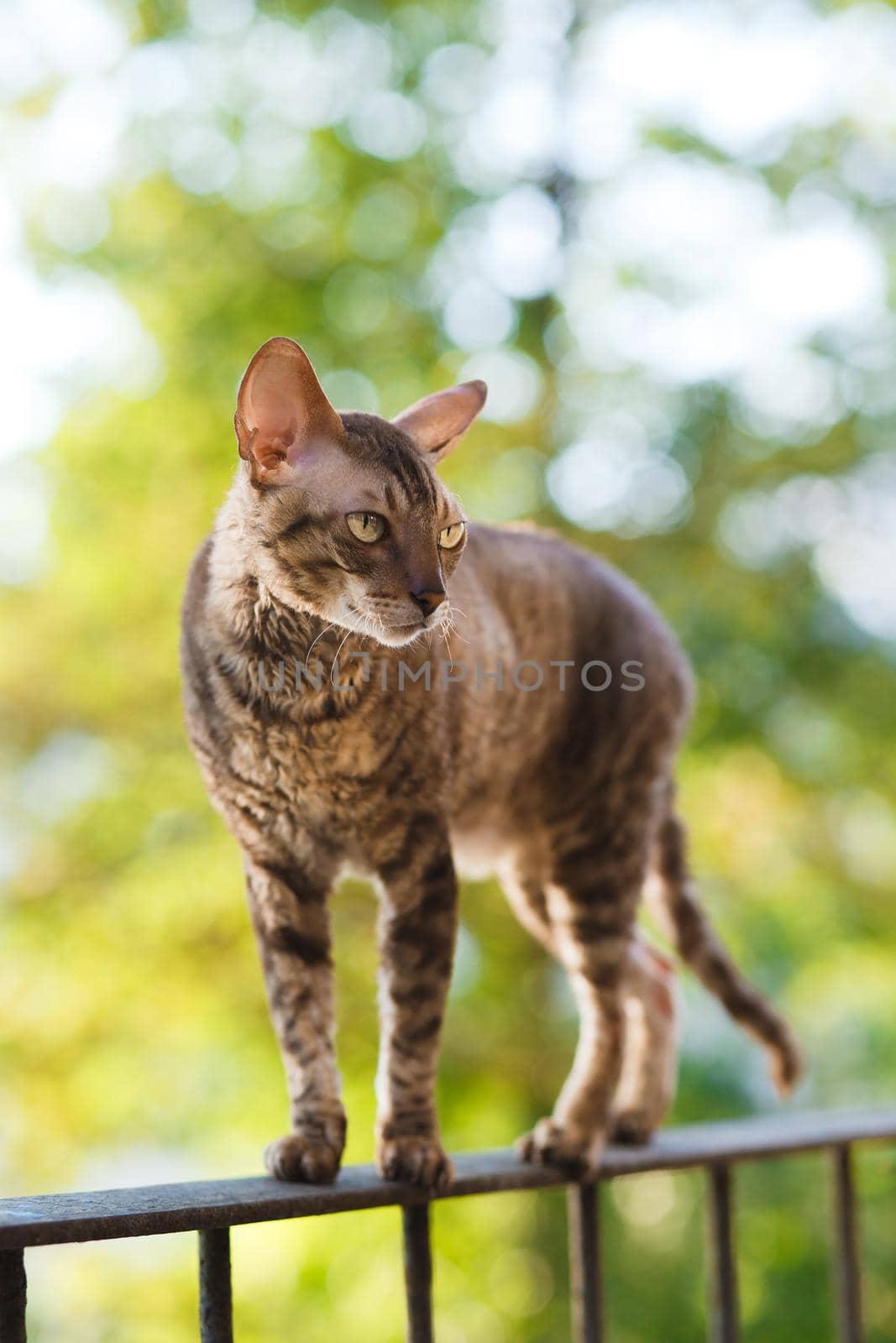 Cornish rex gray cat sitting on railing