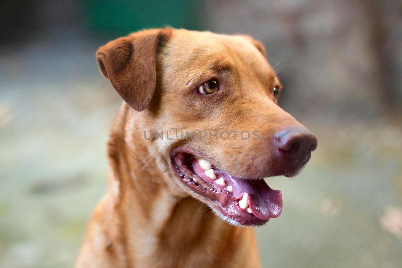 Beautiful homeless mongrel dog, Close-up portrait.