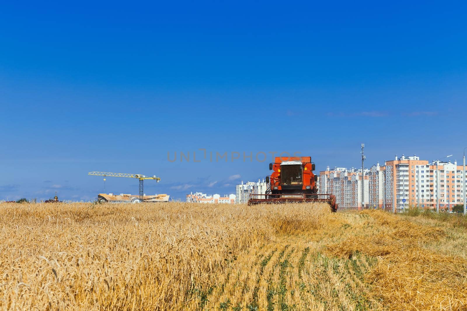 The combine harvests ripe wheat in the grain field near a residential area . Agricultural work in summer. Header close up.