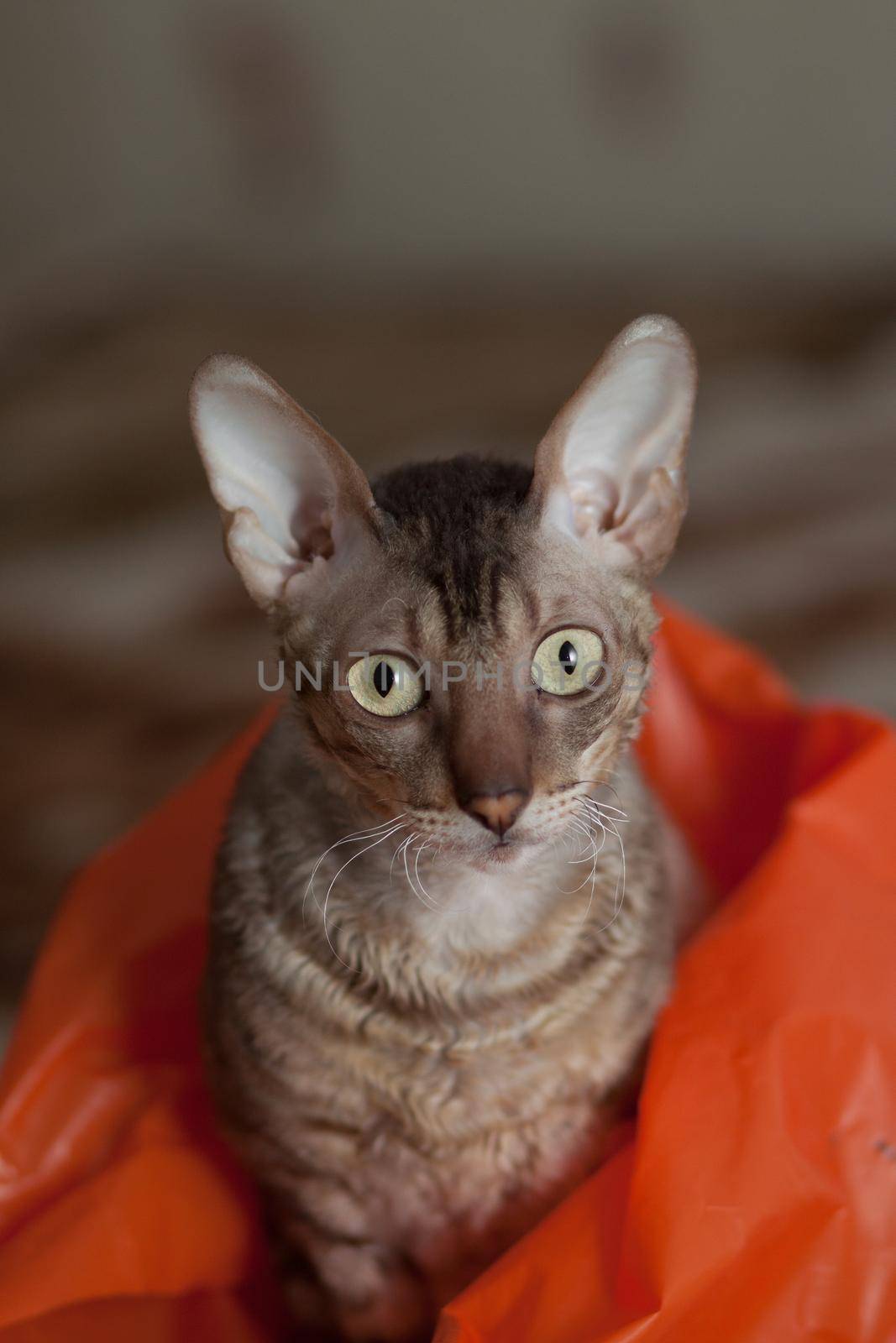 Cornish rex cat sitting in a plastic bag and looking in camera