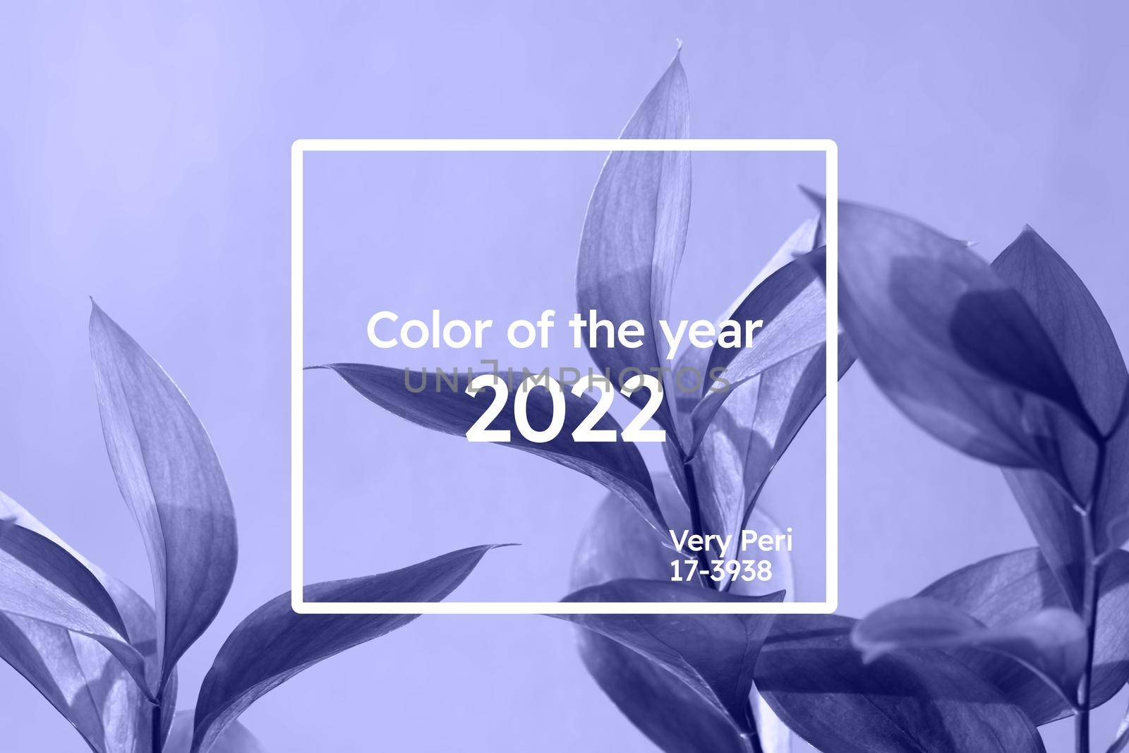 Color of the year 2022. Ruscus flower on soft violet blue background. An ideal backplate for natural and organic products presentation. Leaves in monochrome backdrop. Front view