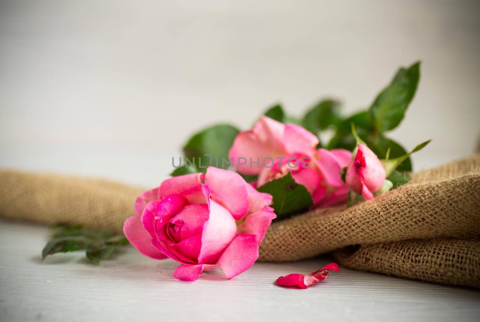 pink beautiful summer roses on a light wooden table