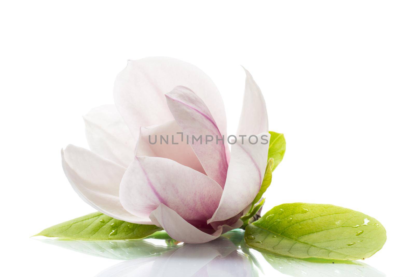 one pink flower on a branch of blooming magnolia close up isolated on white background