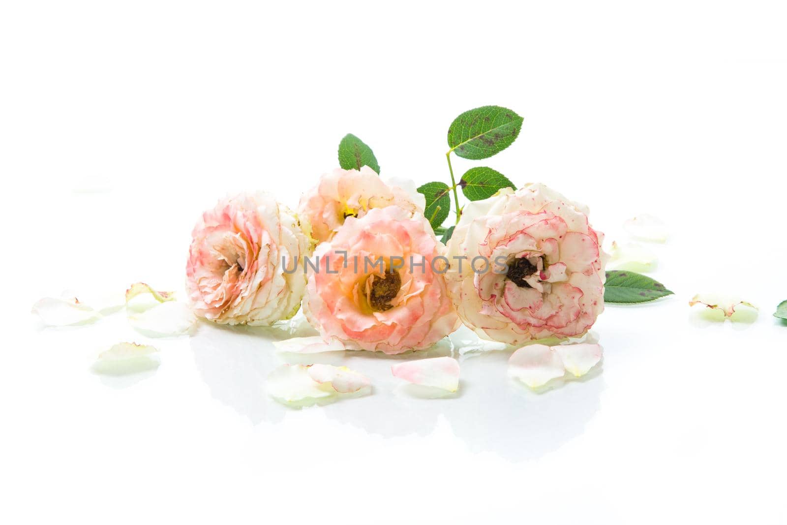 bouquet of beautiful roses isolated on white background