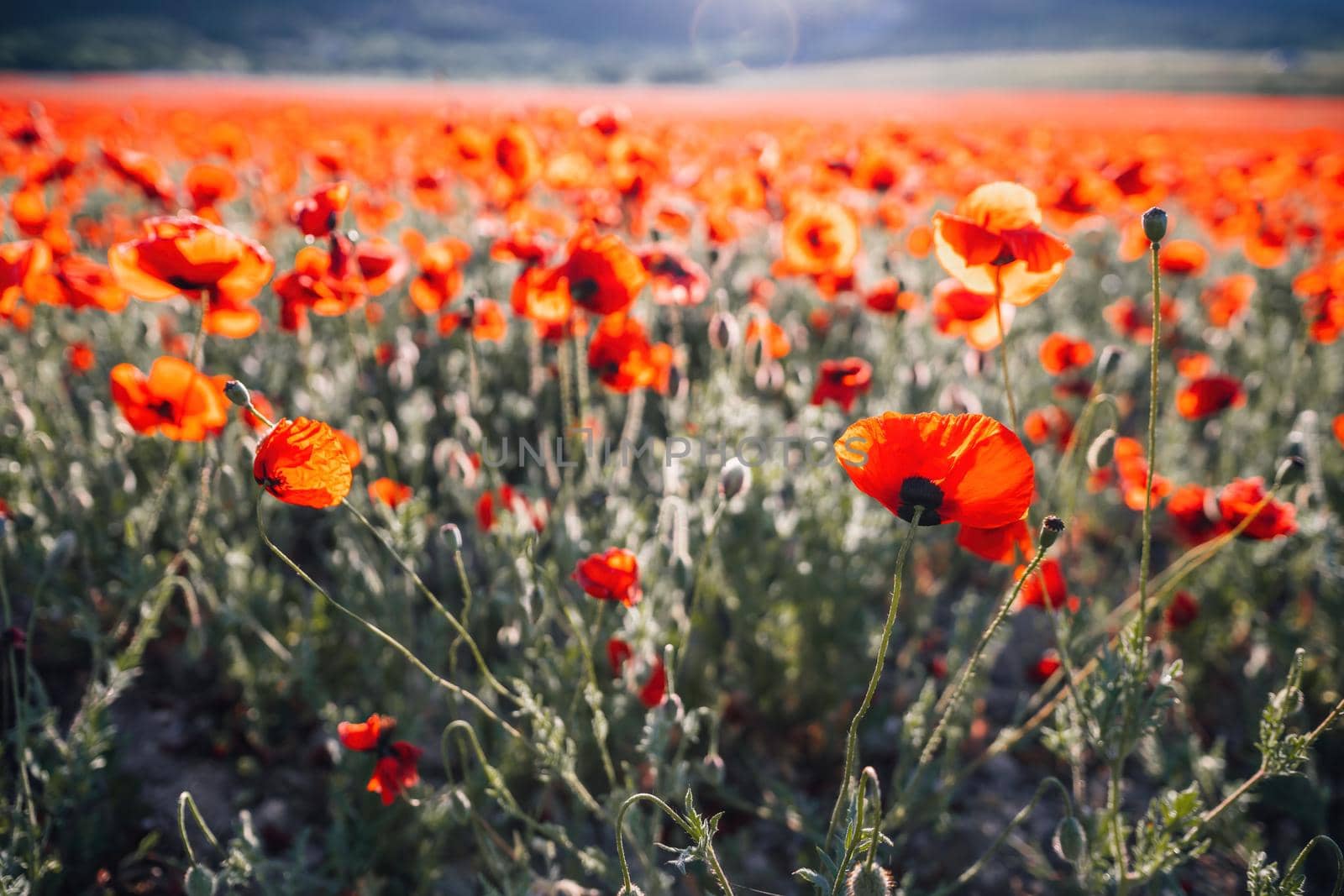 Large Field with red poppies and green grass at sunset. Beautiful field scarlet poppies flowers with selective focus. Red poppies in soft light. Glade of red poppies. Soft focus blur. Papaver sp