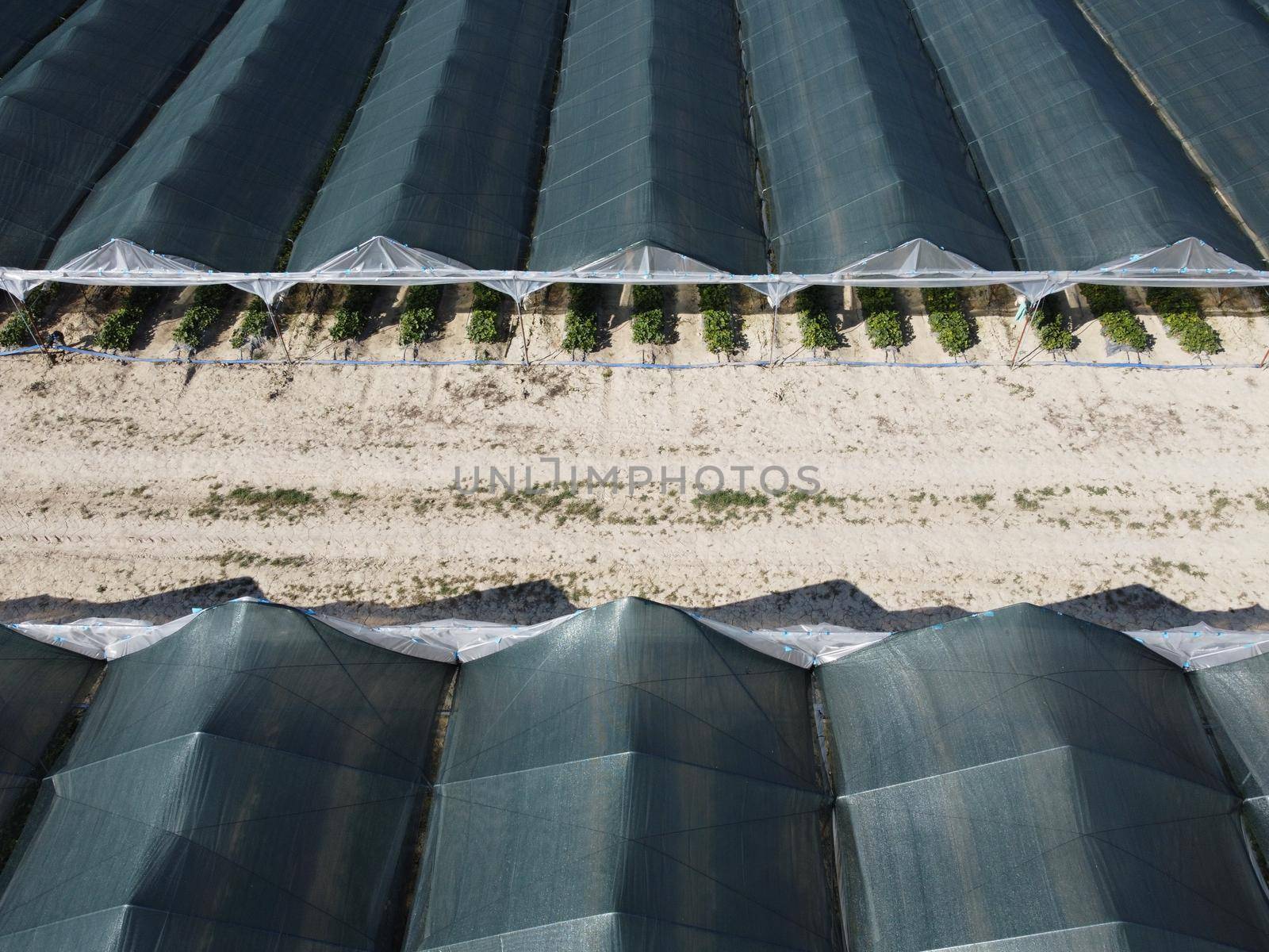 Aerial drone view of massive greenhouse for growing vegetables. Flying over large industrial greenhouses with transparent roof in evening.
