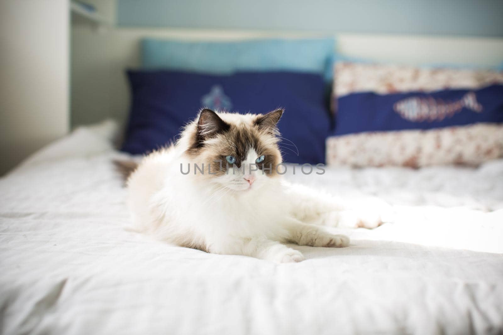 Young healthy beautiful purebred Ragdoll cat, on the bed