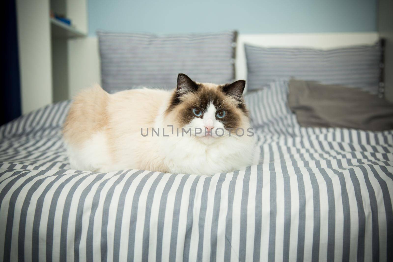 Young healthy beautiful purebred Ragdoll cat, on the bed