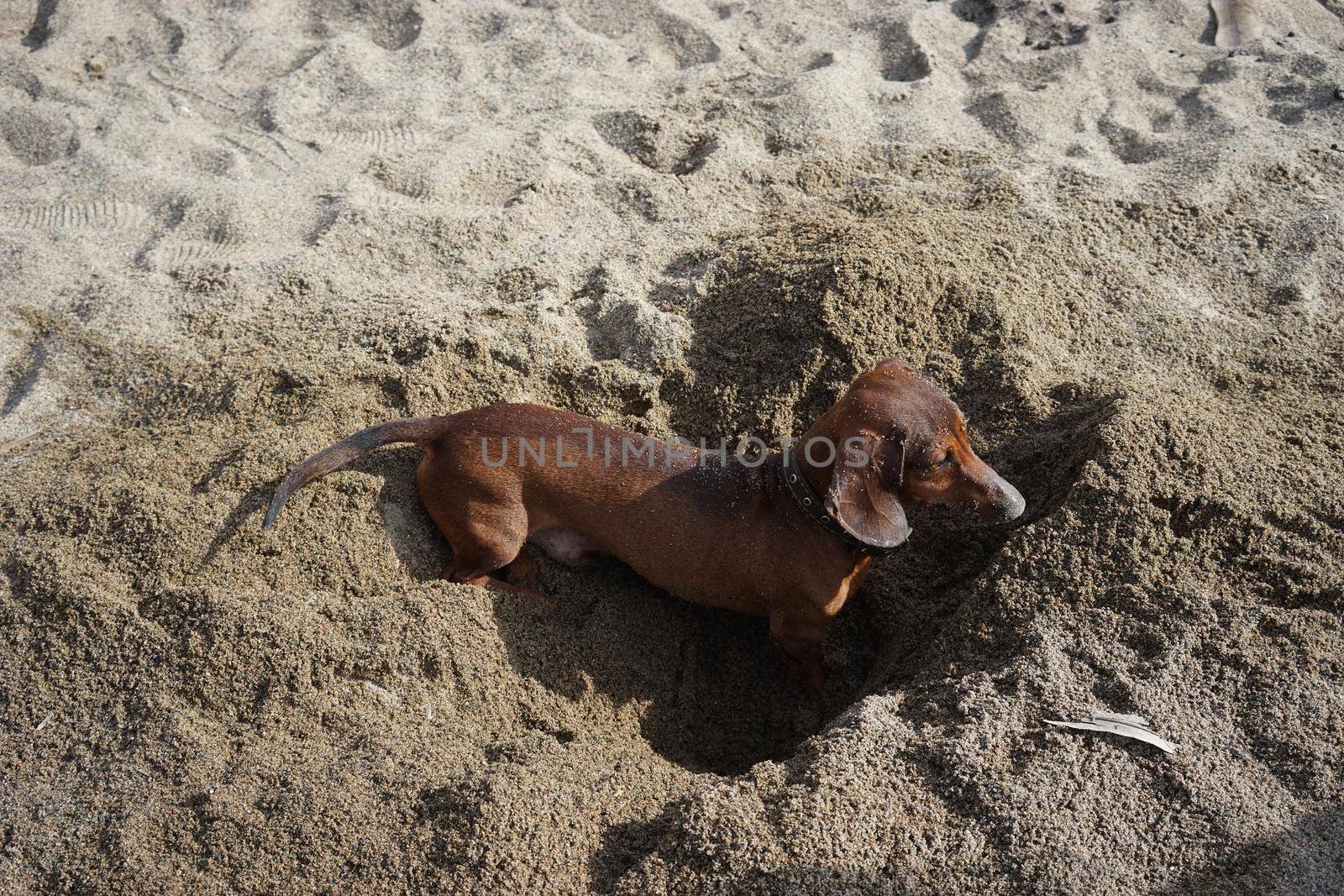 Dachshund dog buries himself in the sand on the beach.