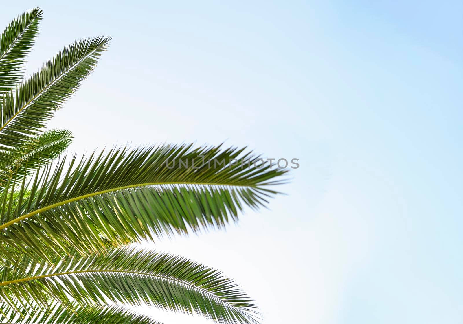 Palm leaves on background the blue sky. Vacation and travel concept.