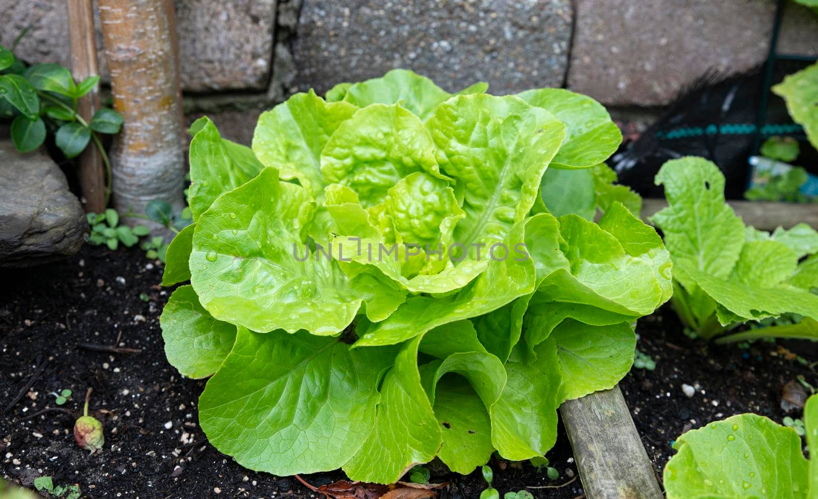 a vegetable garden with fresh lettuce by compuinfoto