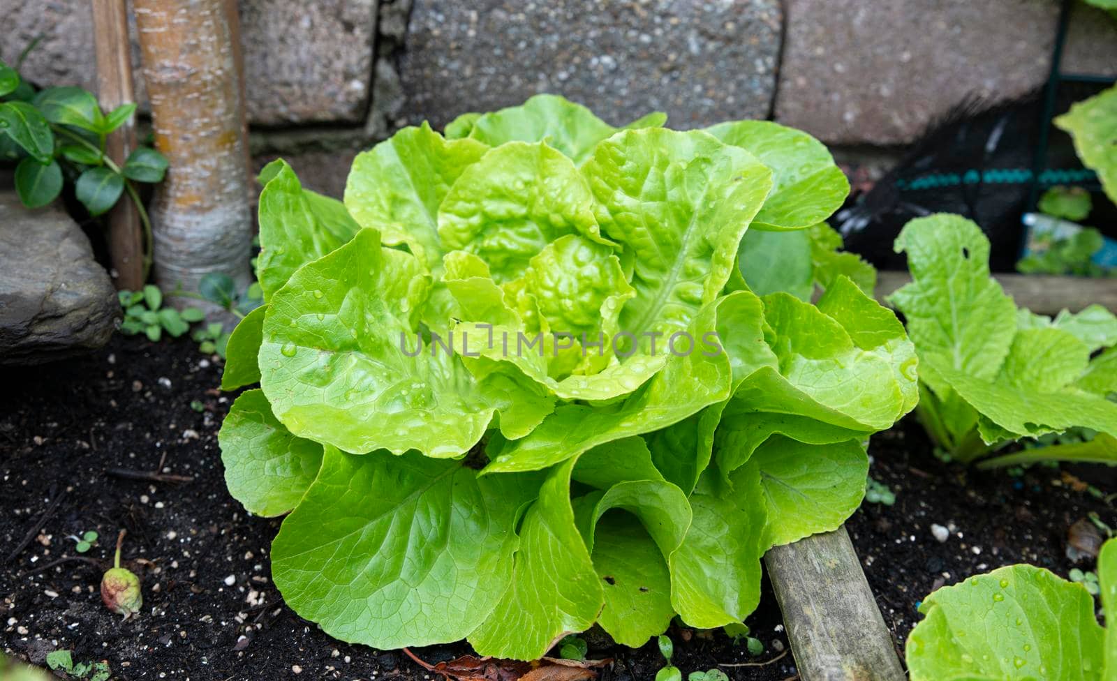 a vegetable garden with fresh lettuce for a delicious healthy meal