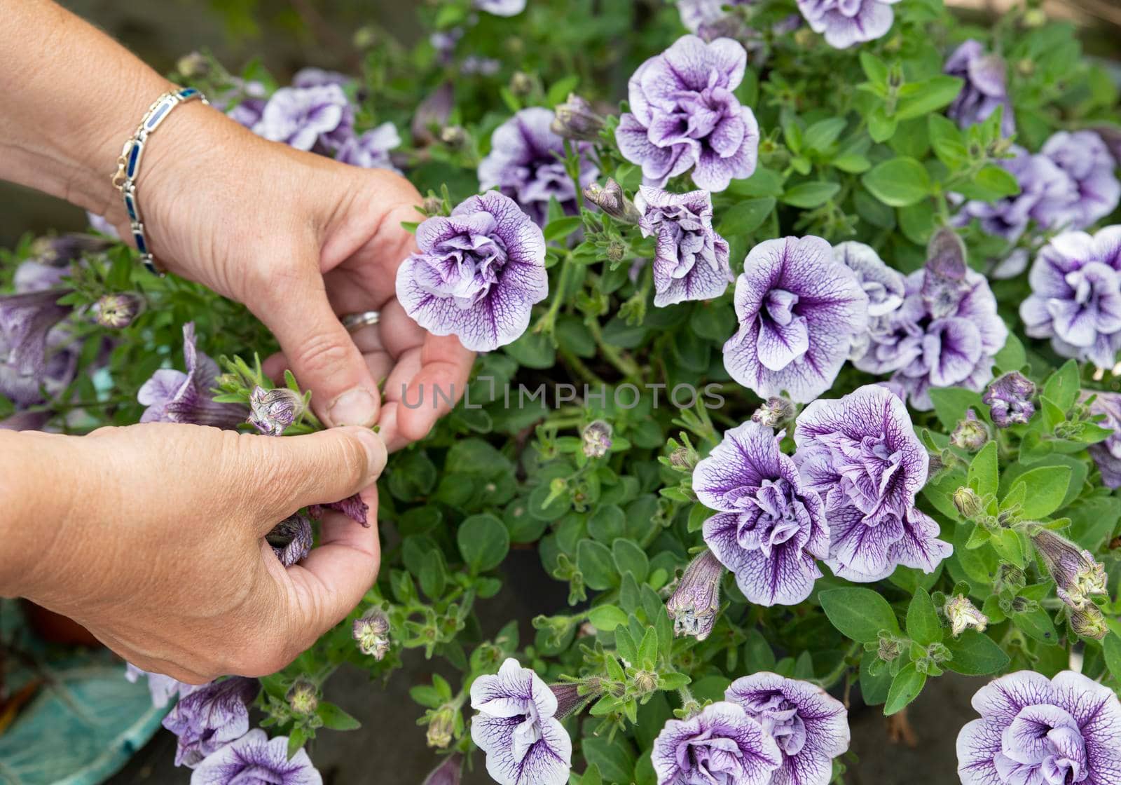 Petunia trailing,woman dead heading picking off dead flowers with her hands in a english garden full of flowers