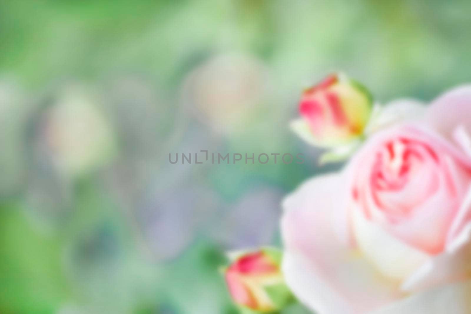 Background pink rose with buds on a background of green leaves, No focus, copy space, close-up