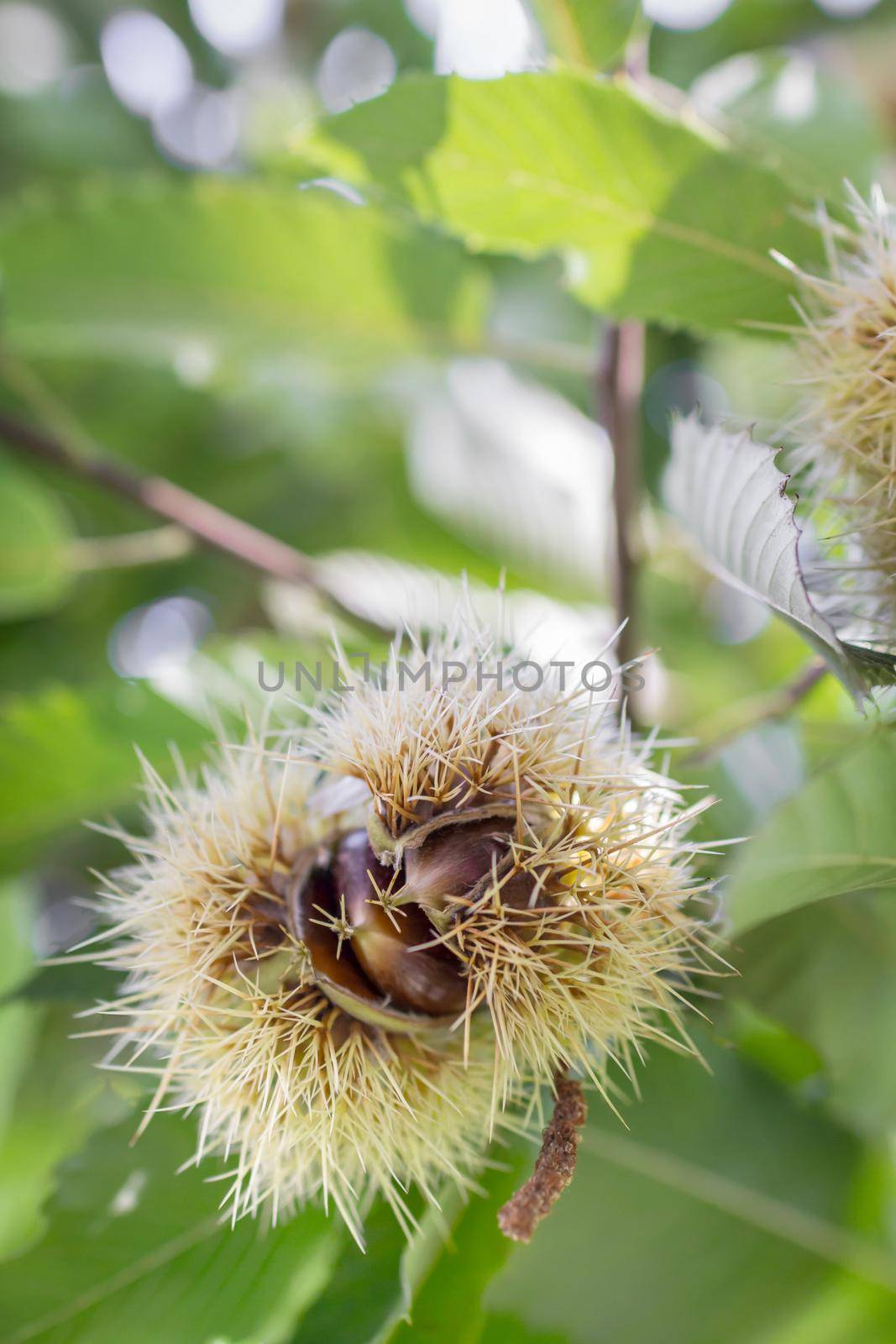 Edible chestnuts on young chestnut tree on plantation, with shell. Defocused background.