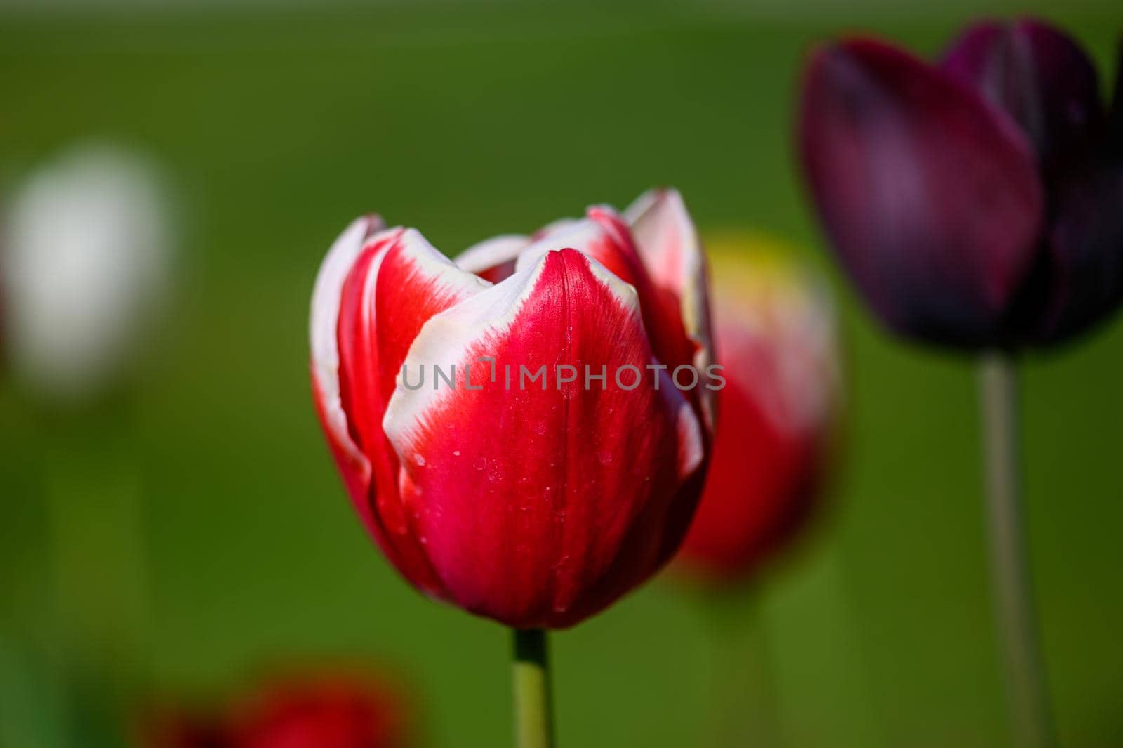 A detached red tulip in a park.