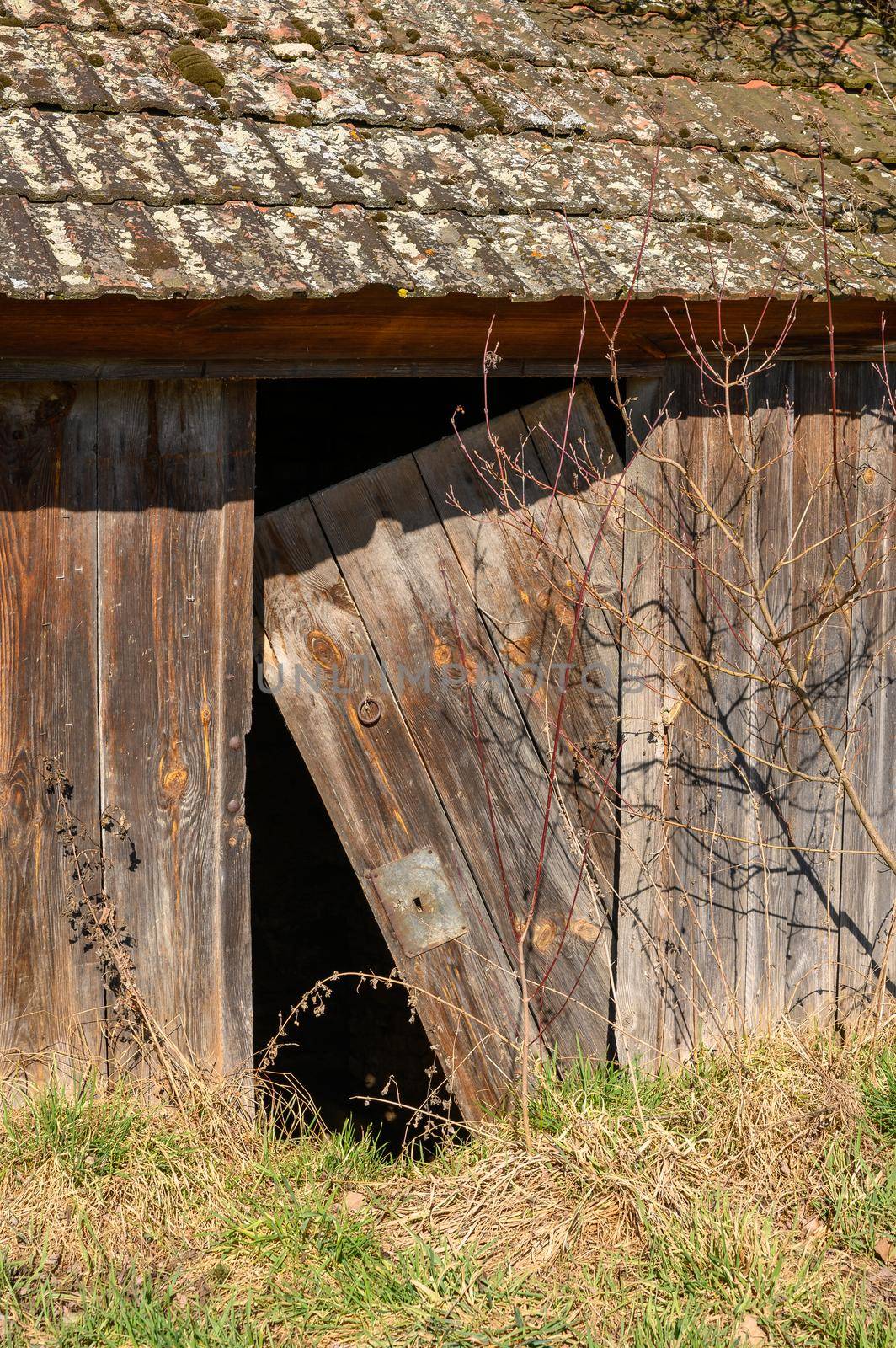 An old, half-dilapidated, abandoned and now overgrown wooden barn.
