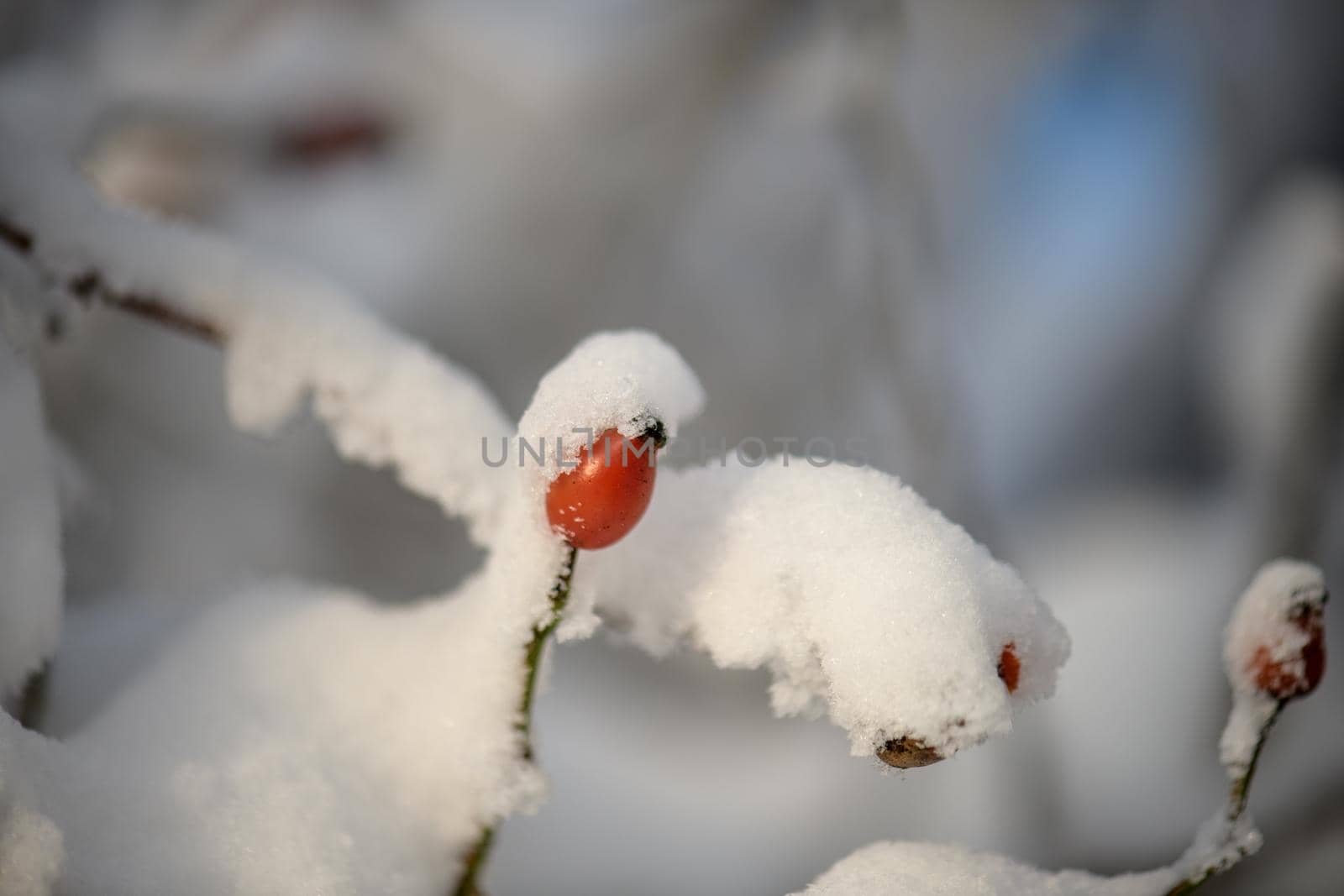 A rose hip bush under a fresh cover of snow.