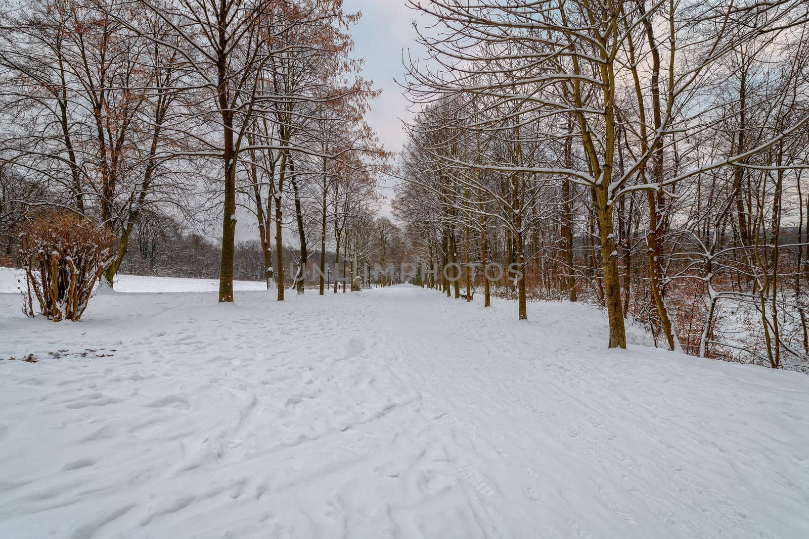 A snowy footpath between trees in a park.