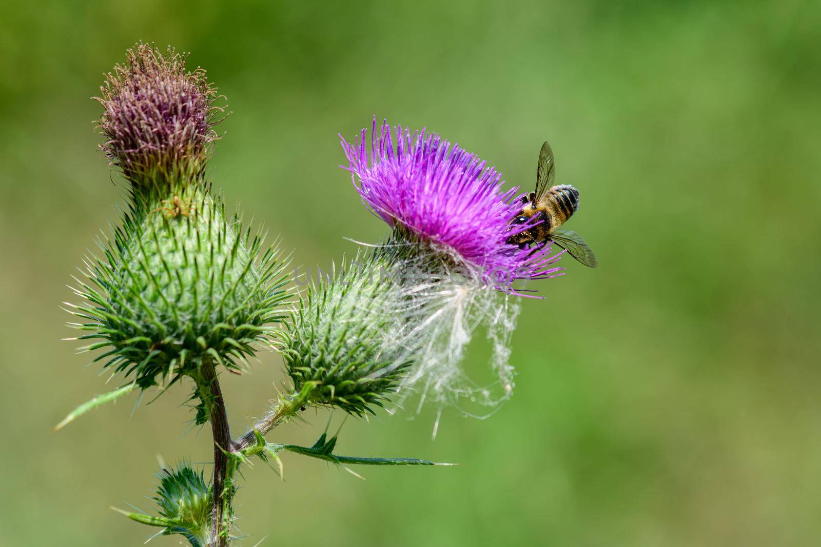 A busy little bee is looking for some nectar from a thistle blossom.