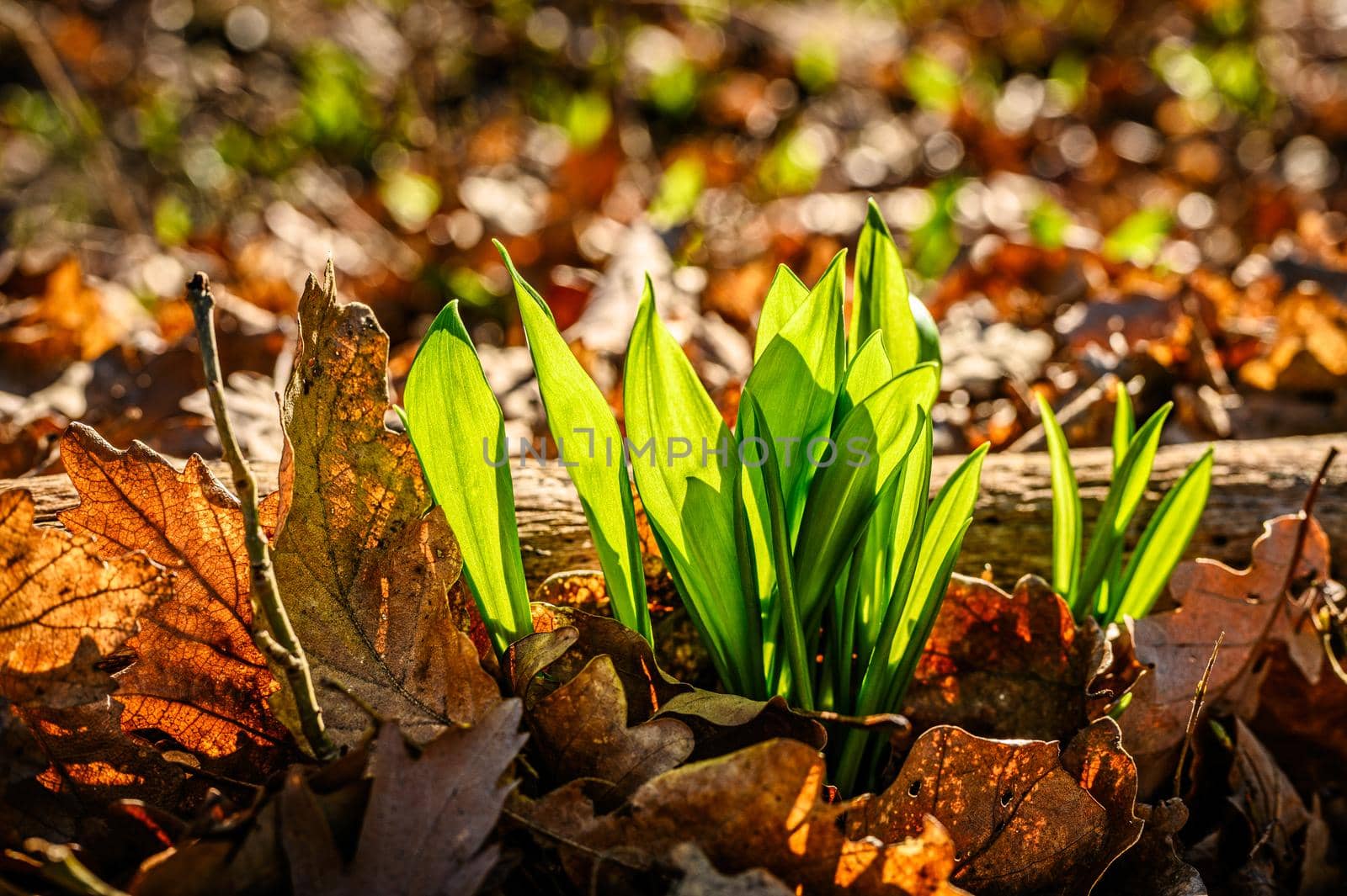 Fresh young wild garlic sprouts from the ground of a sun-drenched forest.