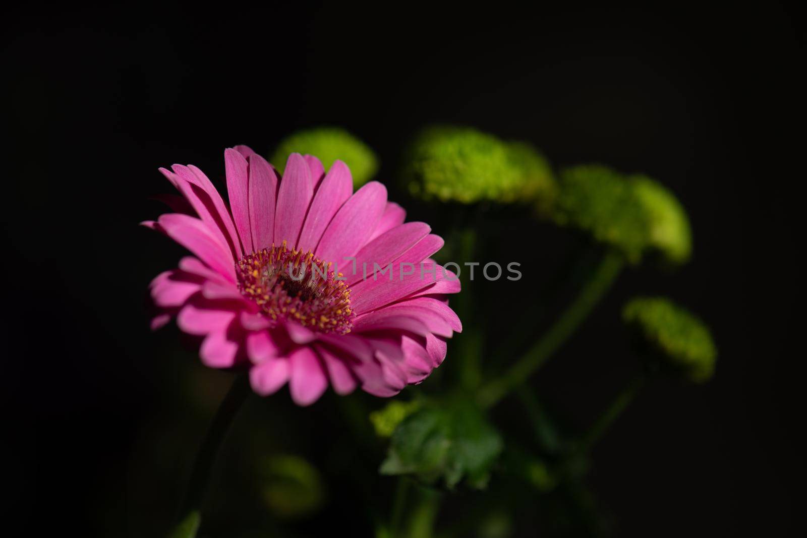 A beautiful pink gerbera with some yellow flowers against a black background.