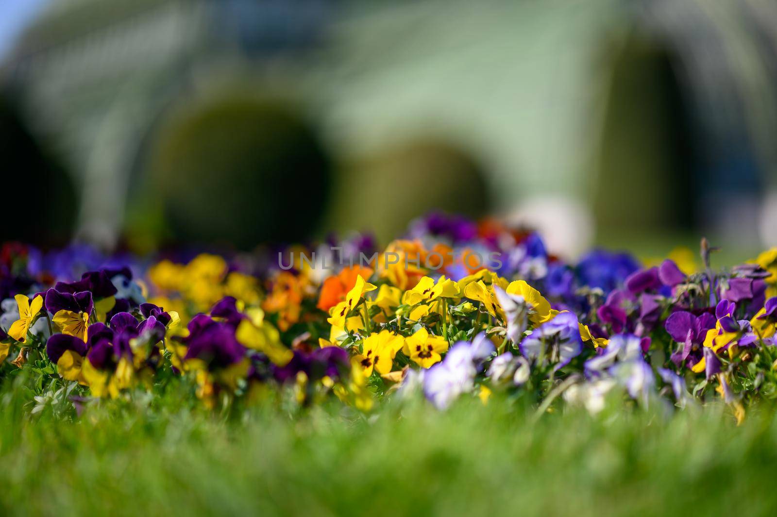 A beautiful flower bed in a park.