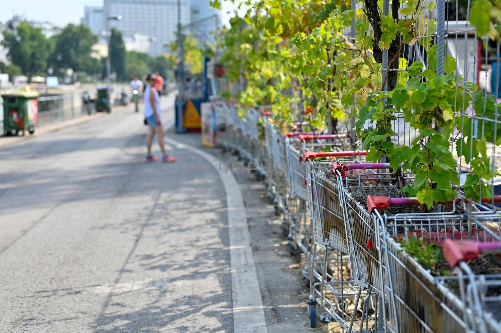 In a space reserved for strollers along a river in a large city, the area is separated into a bar with shopping trolleys filled with flowers.