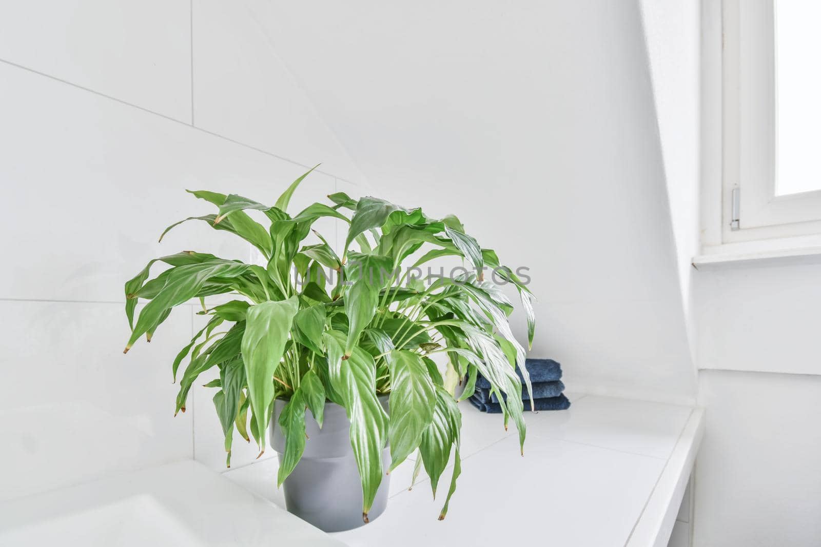 Beautiful white flower pot on the shelf