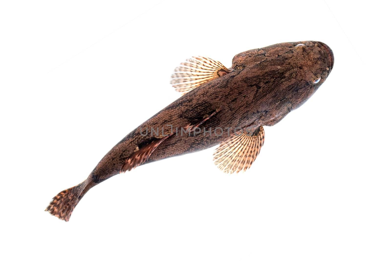 Image of fresh goby fish on a white background. Aquatic animals.