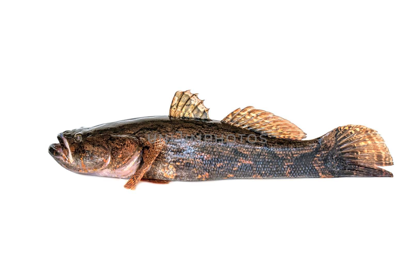 Image of fresh goby fish on a white background. Aquatic animals.