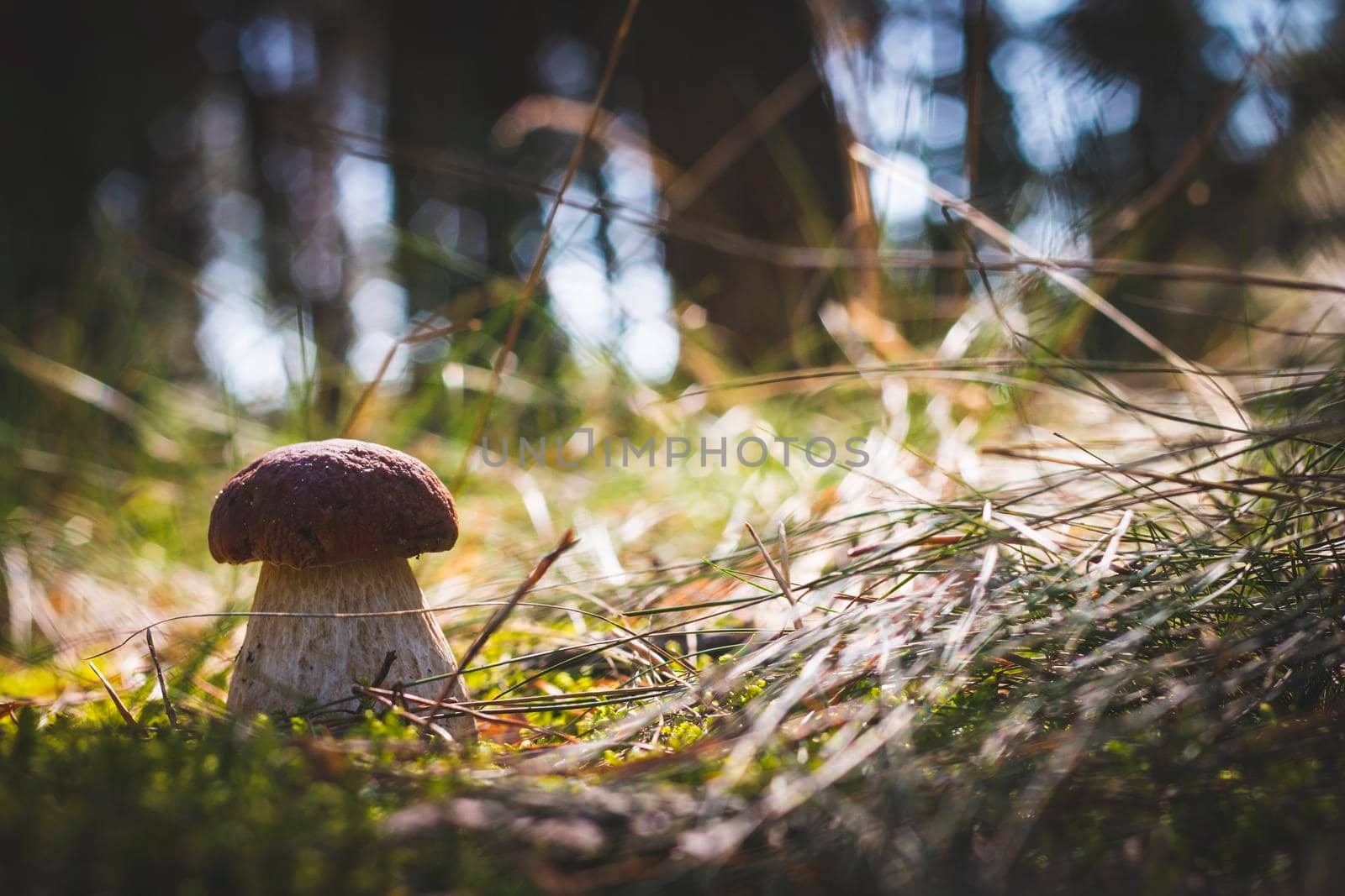 Brown cap big cep mushroom grows Royal porcini food. Boletus growing in wild wood