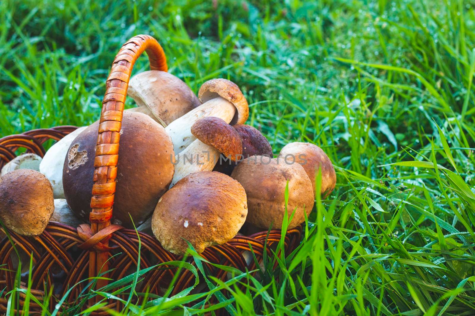 Basket with porcini mushrooms in grass. Pick up boletus cep mushroom in wild wood. Forest natural food