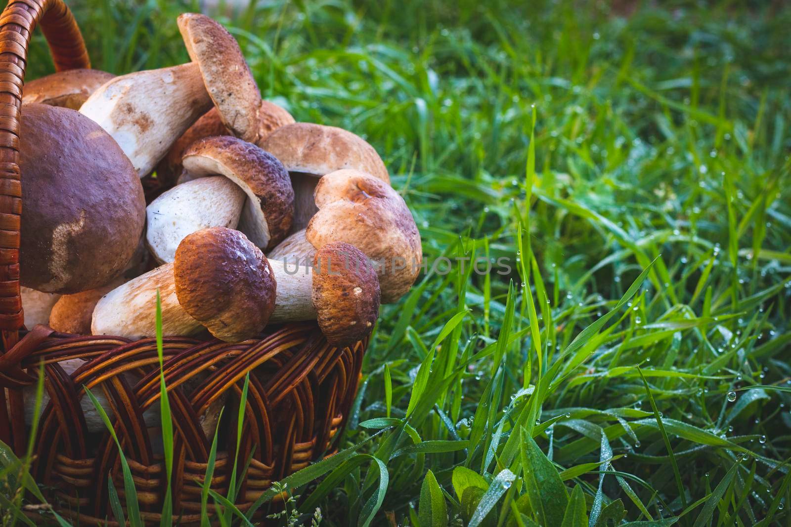 Half a basket with cep mushrooms. Pick up boletus cep mushroom in wild wood. Forest natural food