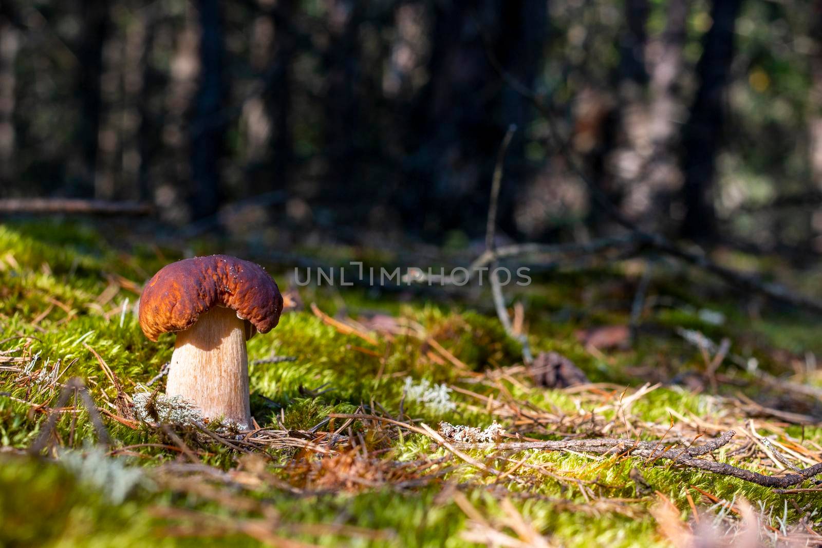 Small porcini mushroom grow in moss wood. Royal cep mushrooms food. Boletus growing in wild wood