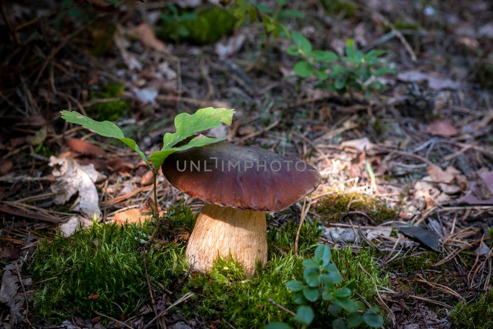 Big cep mushroom grow in moss wood. Royal porcini food in nature. Boletus growing in wild wood