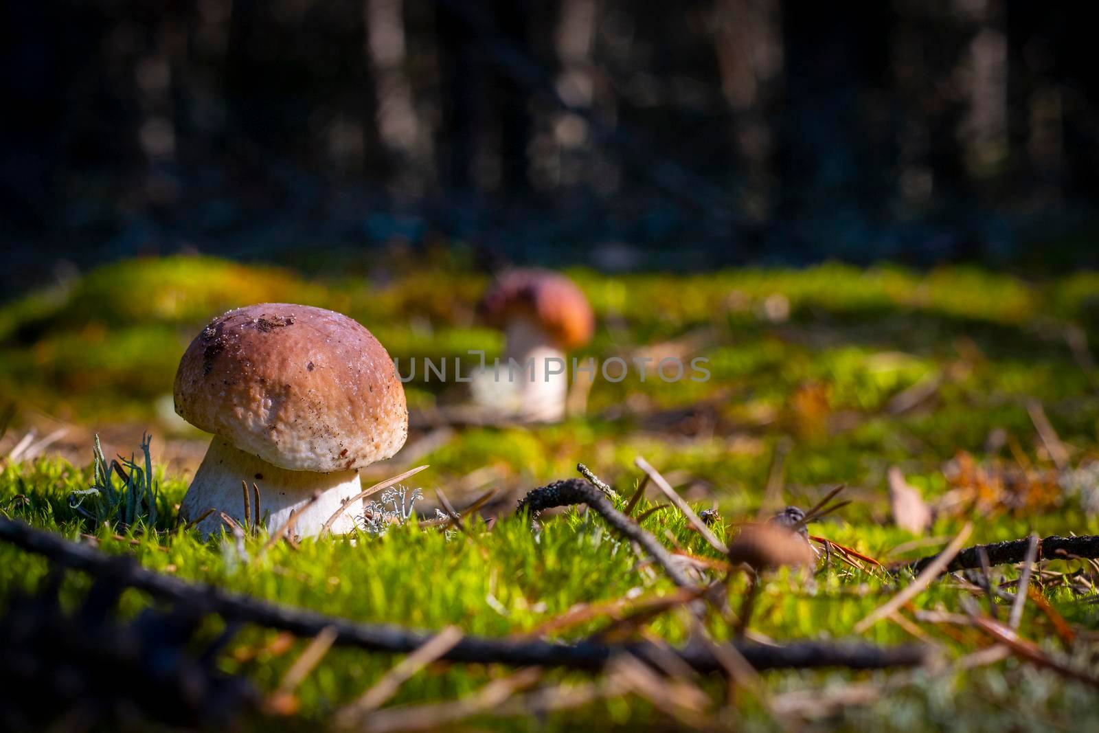 Small cep mushroom grow in nature. Royal cep mushrooms food. Boletus growing in wild wood