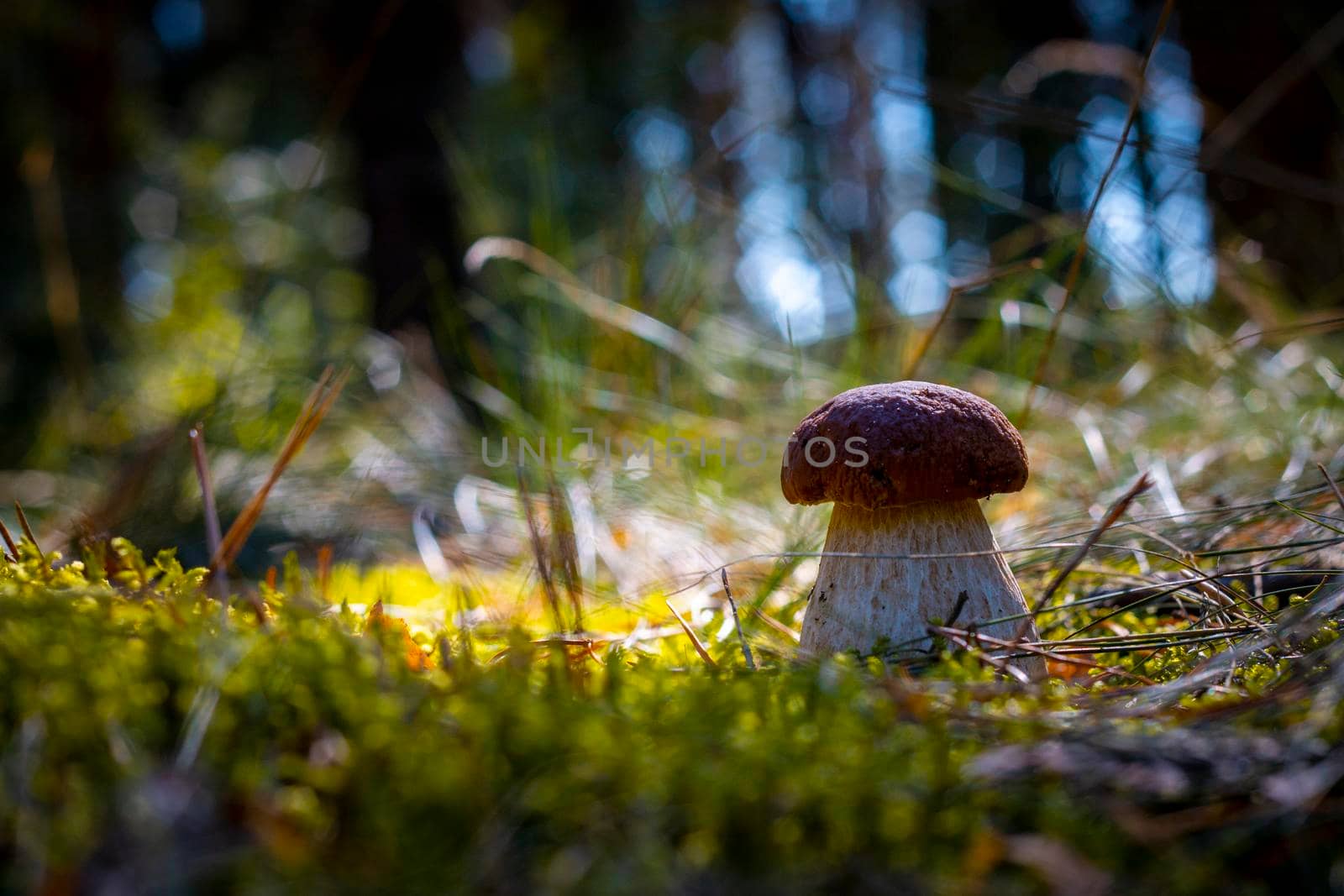 Brown cap big cep mushroom grow in wood. Royal porcini food in nature. Boletus growing in wild forest
