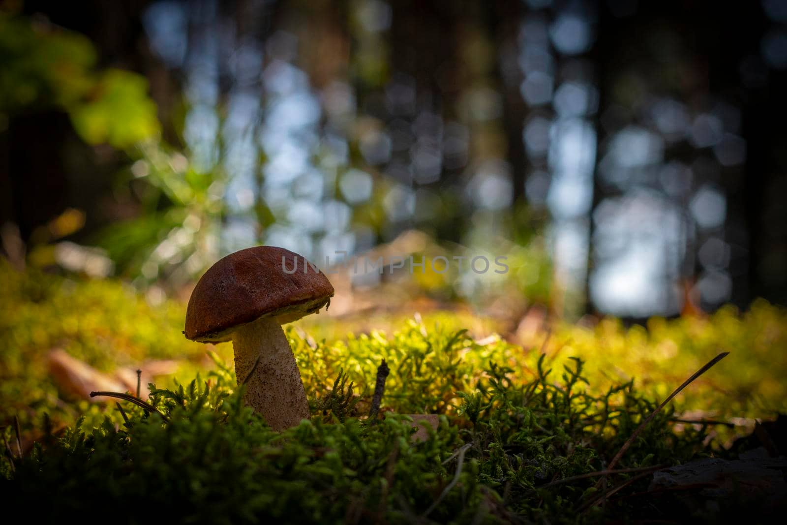 Red cap mushroom grow in wood Royal porcini food in nature. Boletus growing in wild forest