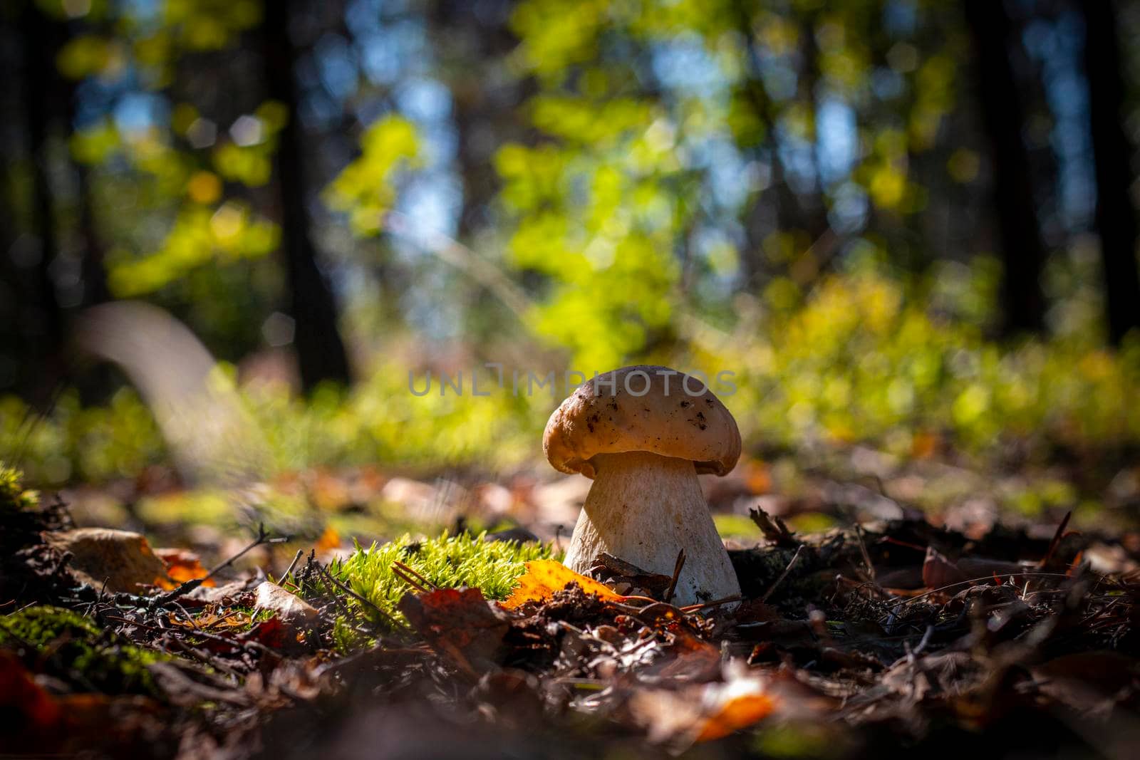 Mushroom grow in moss and coniferous forest. Royal porcini food in nature. Boletus growing in wild wood