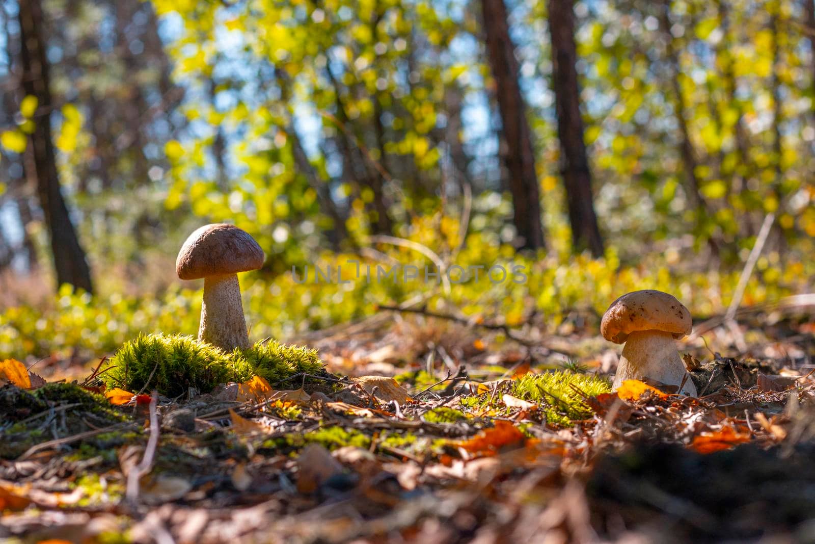 Two mushrooms in moss and coniferous forest. Royal porcini food in nature. Boletus growing in wild wood